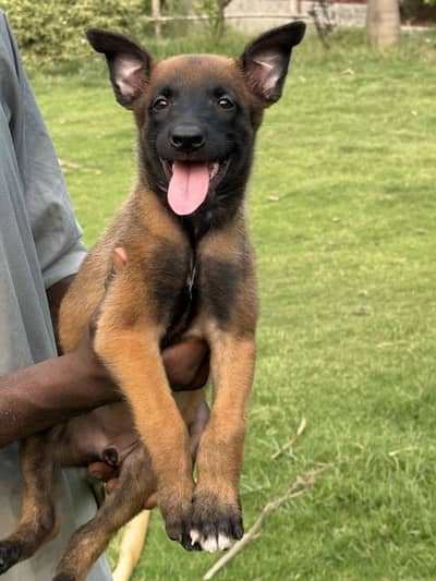 Belgian Malinois Female Puppy – 45 Days Old (Non-Pedigree)
