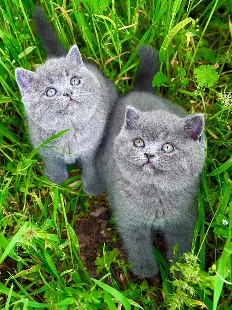 BRITISH SHORT HAIR IMPORTED KITTENS — photo 2