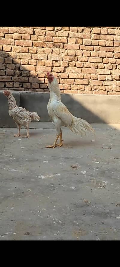 pure white herra breeder male 100℅ white breed ki gruntee