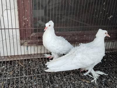White frill back yellow eyes pair for sale in Faisalabad