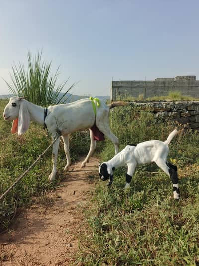 Masha allah 4 dant bakri betal cros 1 male baby ke sath