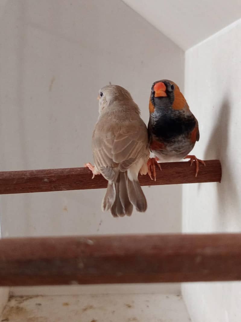Finch mutation 0