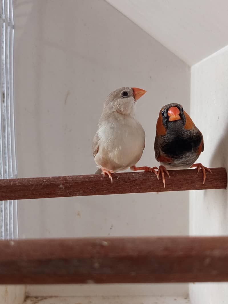 Finch mutation 1