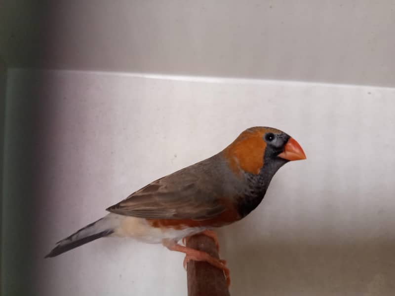 Finch mutation 2