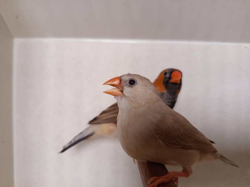 Finch mutation 3