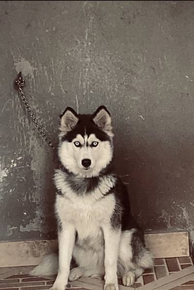 Huskey Female Available