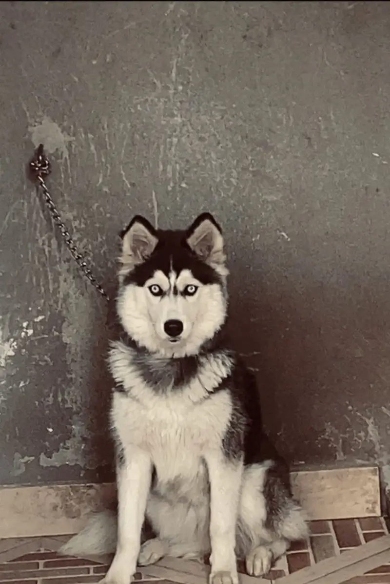 Huskey Female Available