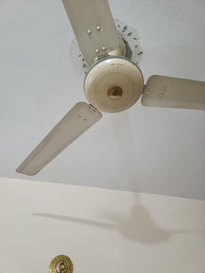 Fan Royal