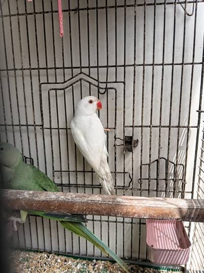 White Ringneck Patcham & Yellow female