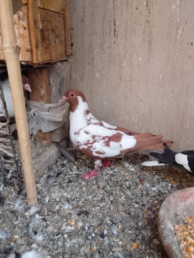 pigeon