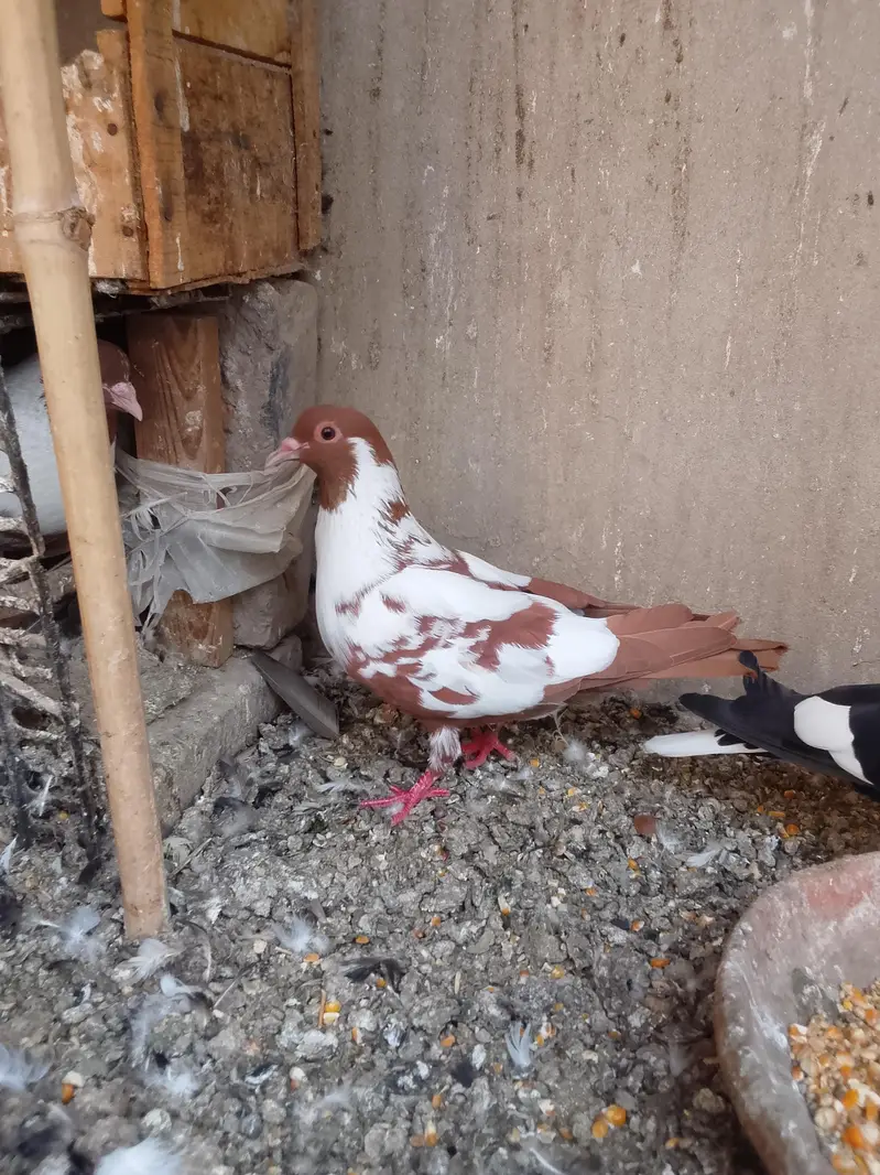 pigeon