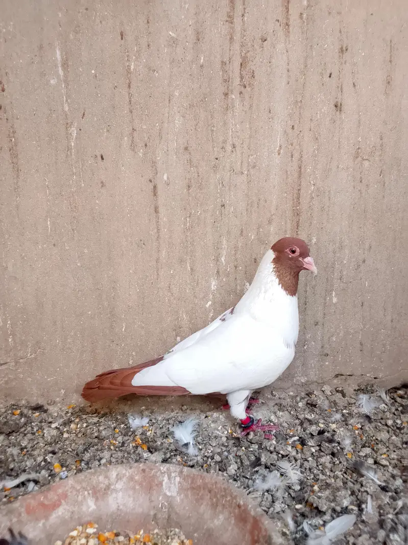 pigeon — photo 2