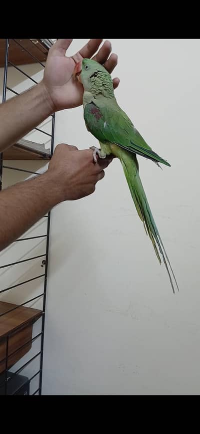 Alexander Raw Parrot