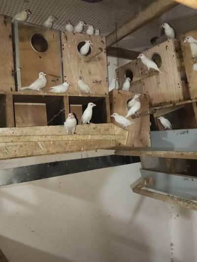java Birds pairs 30pairs 03067171037