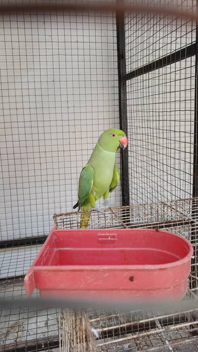 Female of ringneck and white cocktail female is up for sale