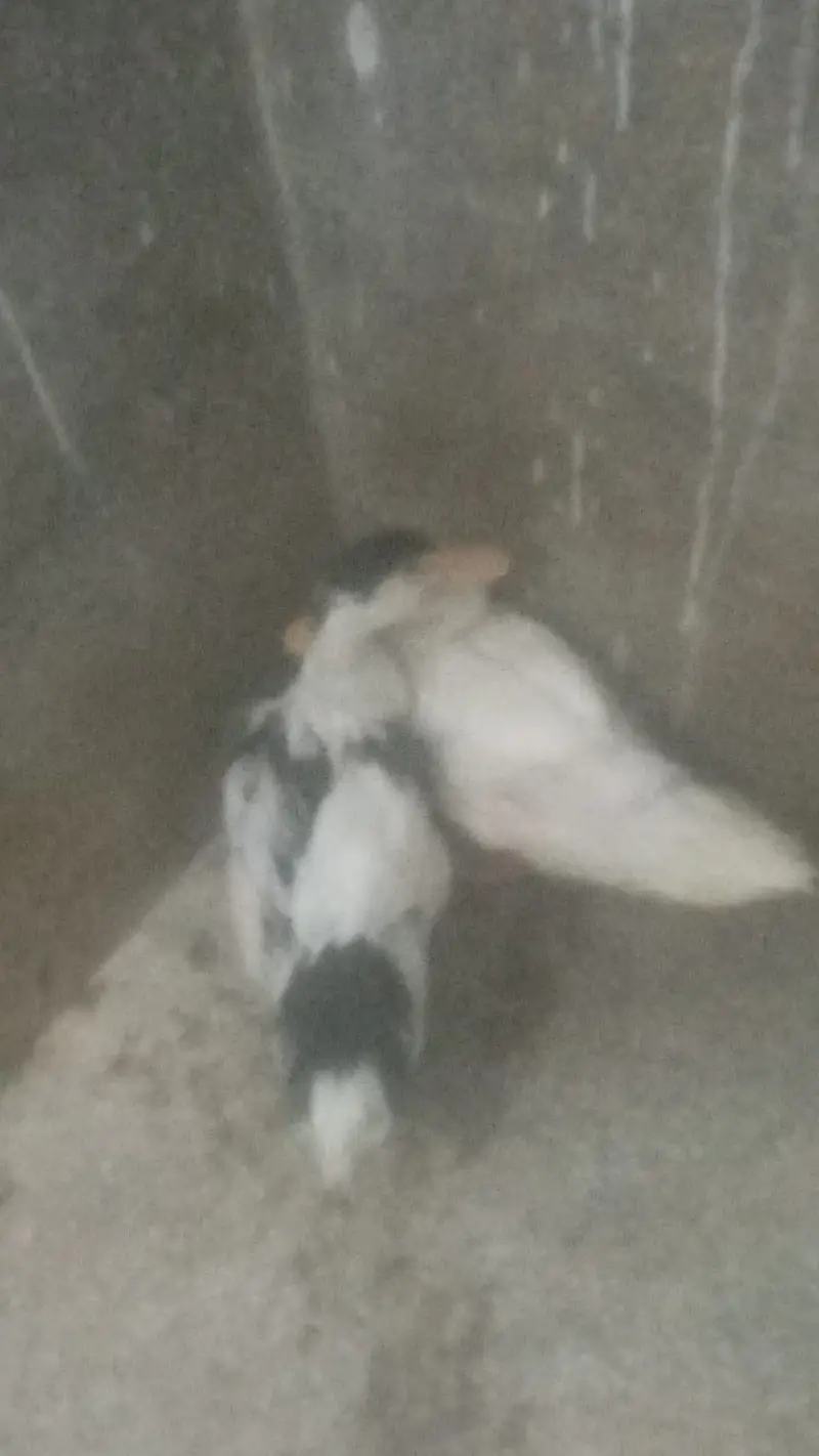 Ducks are for sale