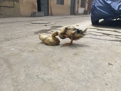 Ducks are for sale