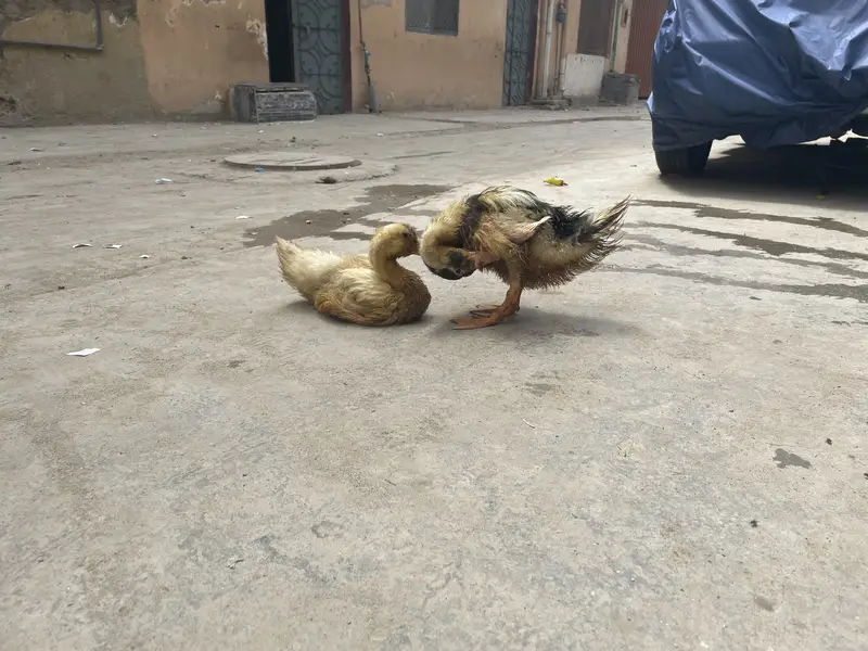 Ducks are for sale — photo 2
