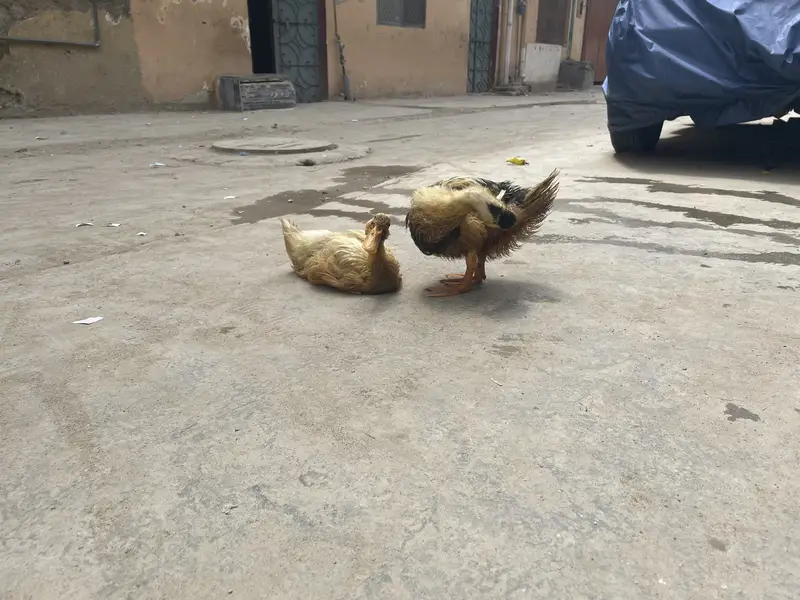 Ducks are for sale — photo 3