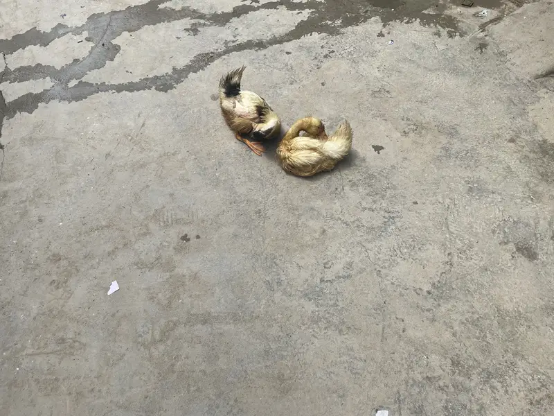 Ducks are for sale — photo 4