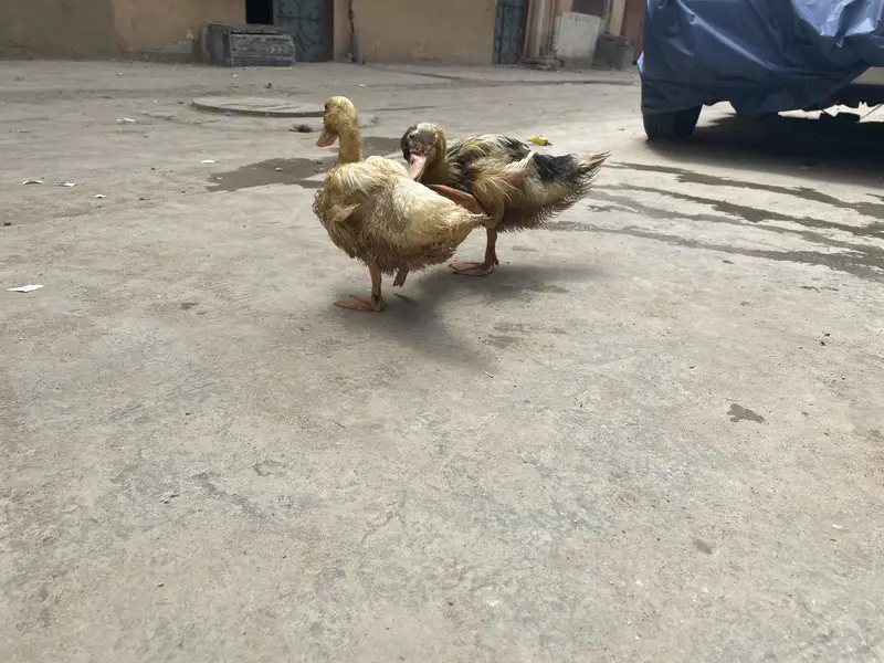 Ducks are for sale — photo 5