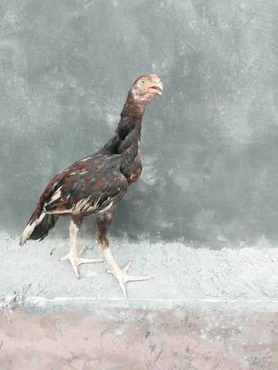 Aseel chicks for sale