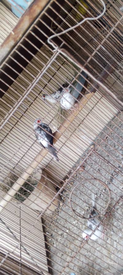diamond Piet dove for sale