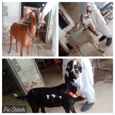 3 beautiful female for sale health or active 03265300290