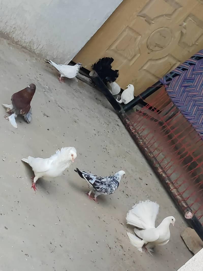 fancy pigeons 0
