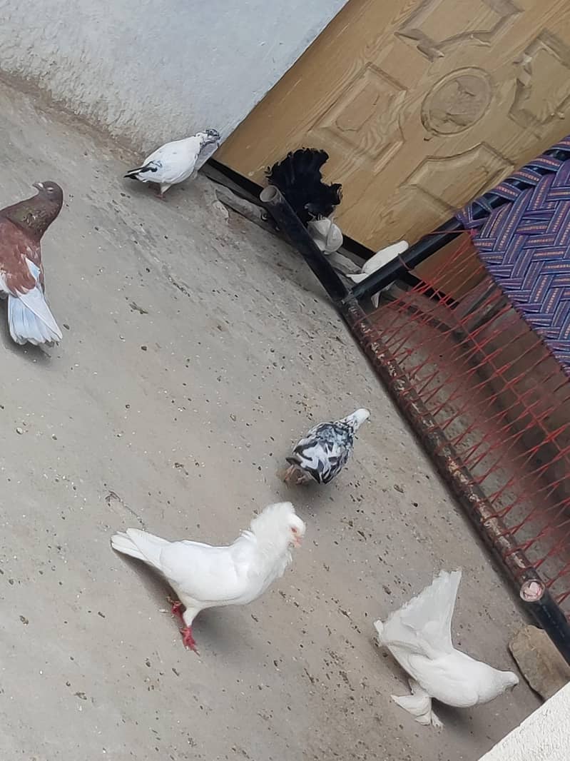 fancy pigeons 1