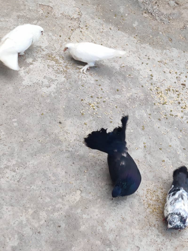 fancy pigeons 2