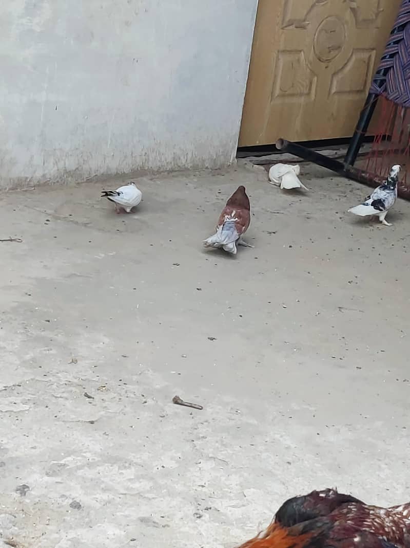 fancy pigeons 3