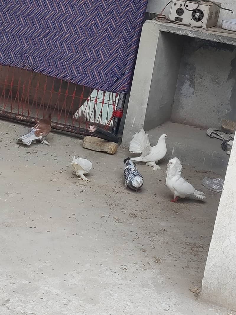 fancy pigeons 4