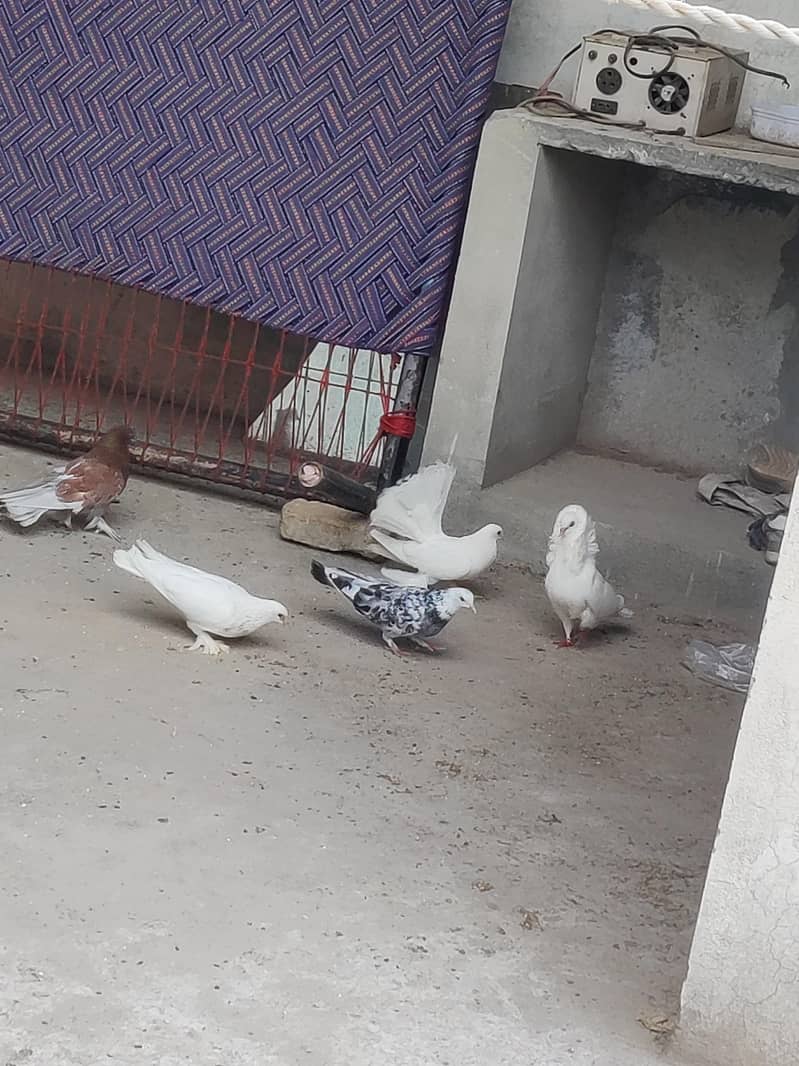 fancy pigeons 5