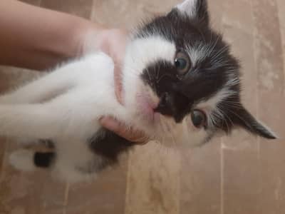 kitten