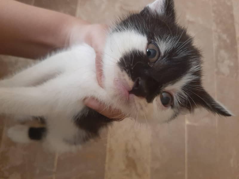 kitten 0