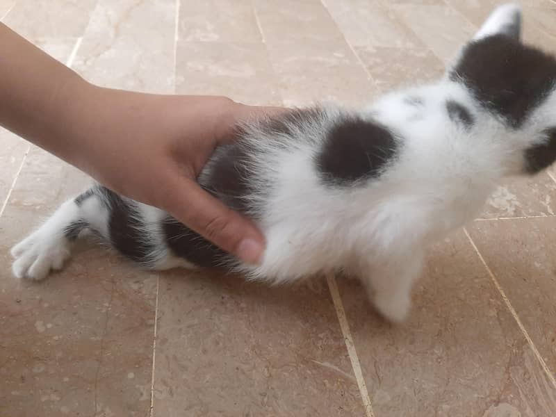 kitten 1