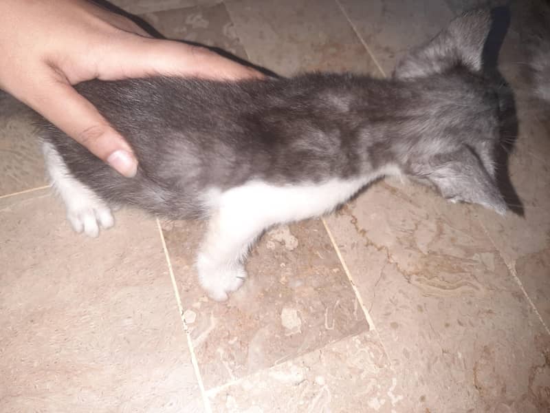 kitten 2