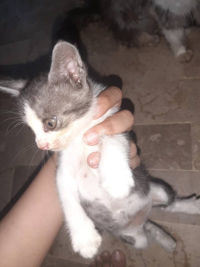 kitten 3