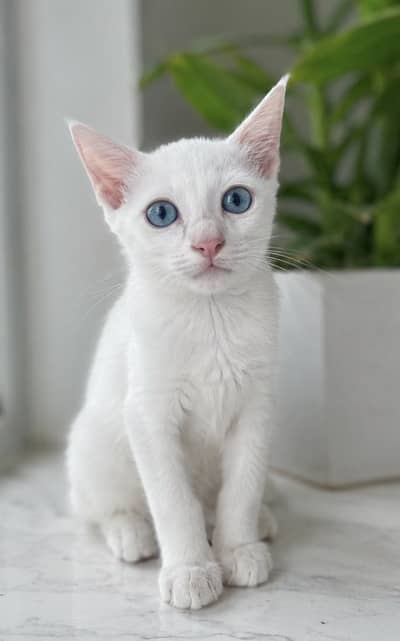 White Russian kittens