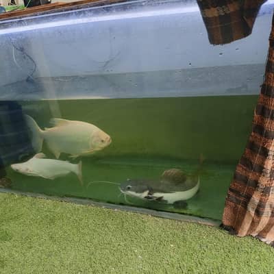 aquarium and fish
