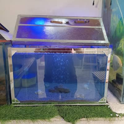 aquarium and fish