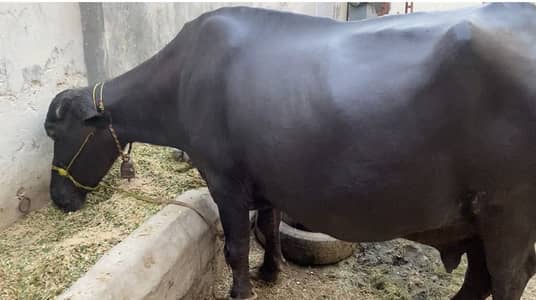 Buffalo for sale