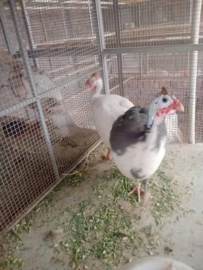 3 Pairs for sale health or active eggs lying 03265300290