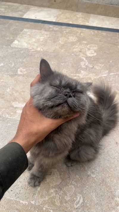 Cat for sale healthy and active