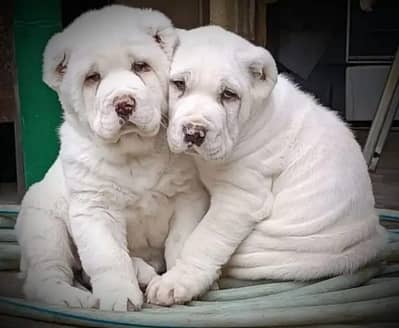 Alabai Pair / security Dog / Afghan Kochi / King kurdish kangal pair