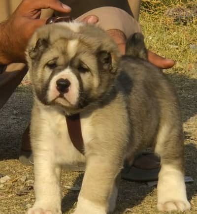 Alabai Pair / security Dog / Afghan Kochi / King kurdish kangal pair