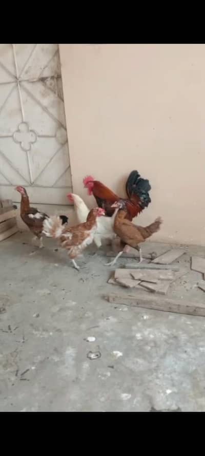 MURGHA & 4 MURGHIYA+ PINJRA
