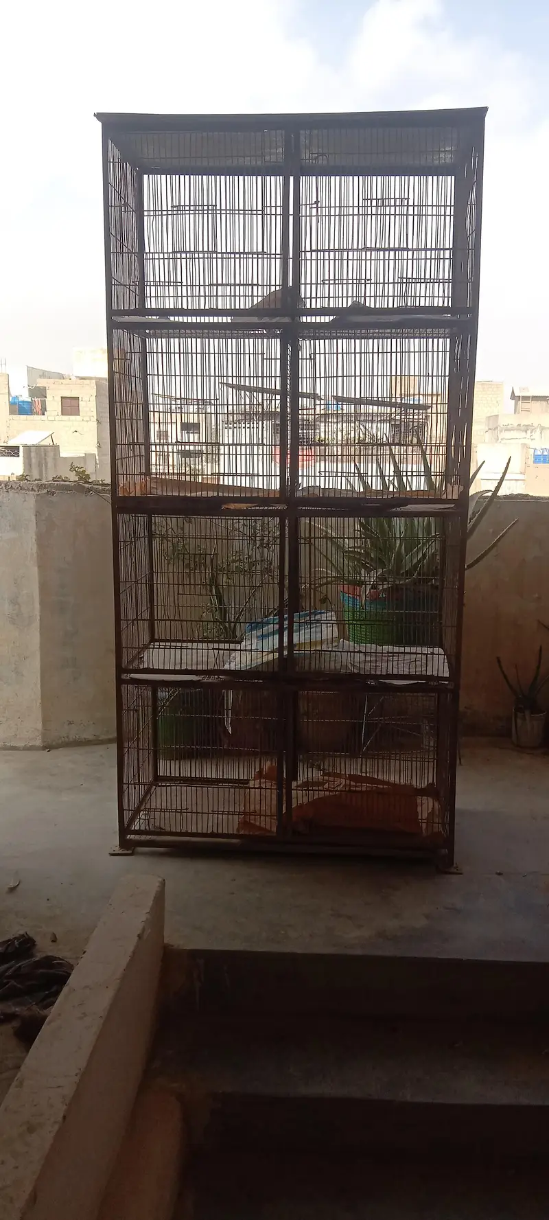 MURGHA & 4 MURGHIYA+ PINJRA — photo 5
