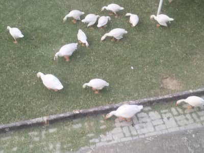 1 Male Duck & 2 Female Ducks along with 11 Ducklings for Sale